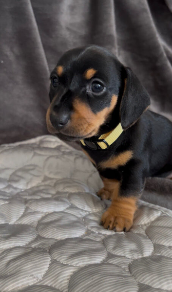 1 beautiful black and tan girl