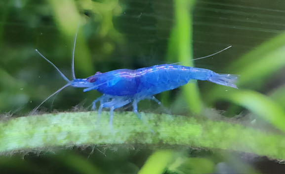 Neo-caridina shrimps pure bred high grades
