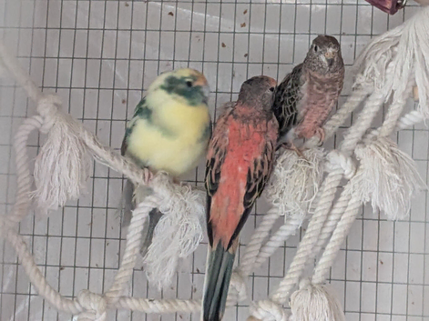 Three bonded birds seeking new perch