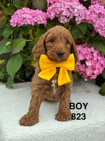 F1b Cockapoo Puppies Available