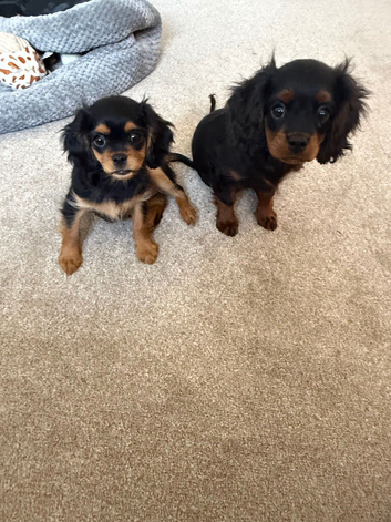 2 King Charles cavalier cross cavapoo girls.