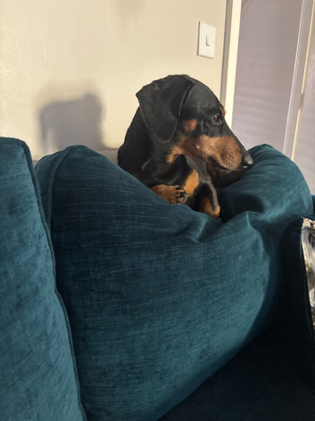 Male Black and Tan dautchund