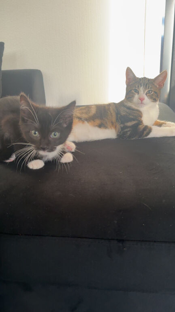 Cats
