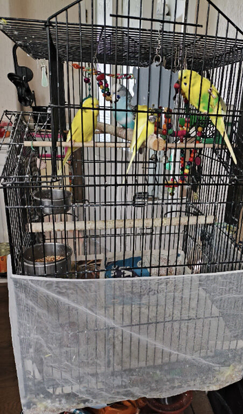 Budgies for sale - good to a new home