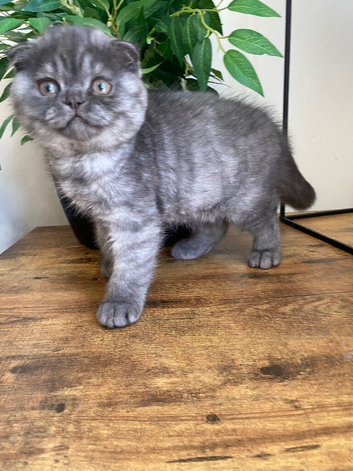Scottish fold male and female