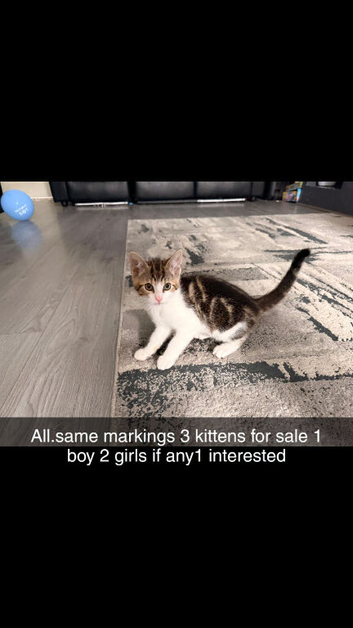 3 kittens