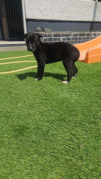 Lurcher pups girl