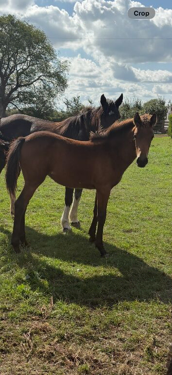 Miracle..Gorgeous English Warmblood X Filly.