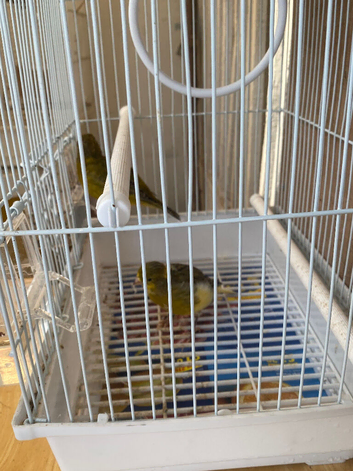 2 unsexed canary&rsquo;s for new home