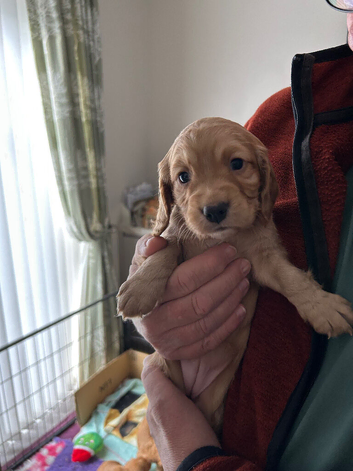 Cocker Spaniels