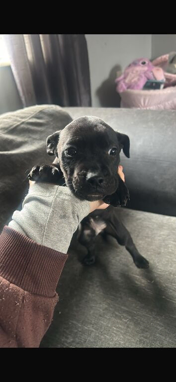 12 week came corso x pup