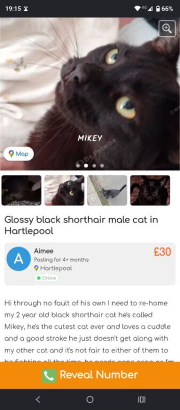 Beautiful natured cat needing new home