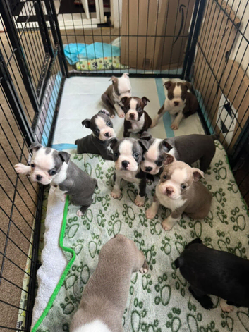 KC registered Boston Terrier puppies