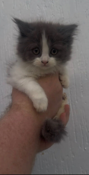 X3 British longhair kittens for sale