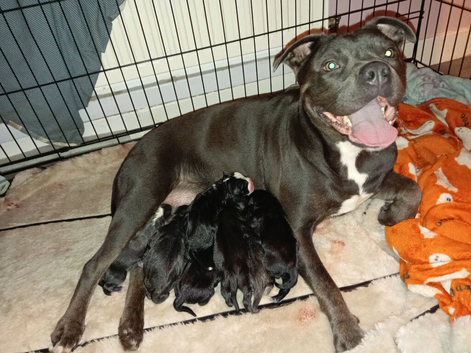 Staffyx cane corso puppies