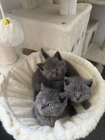 kittens for sale