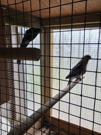 bonded pair of rosellas