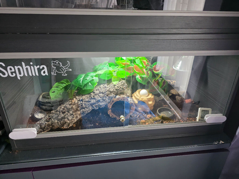 Female gecko set up