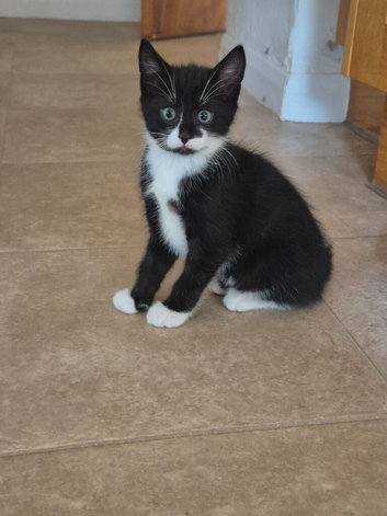 1 male kitten looking for new home
