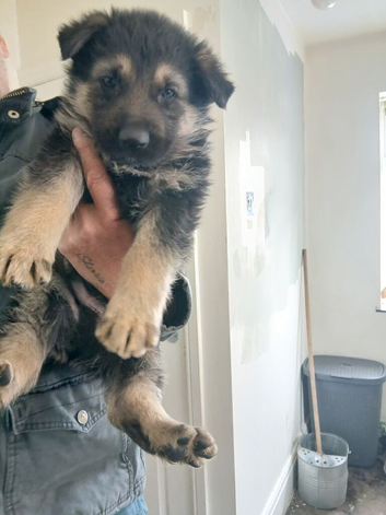 German shepherd