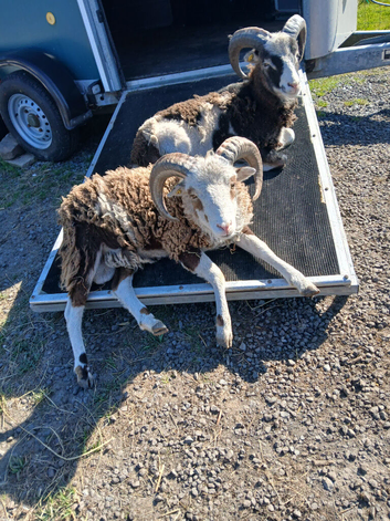 Two Jacob rams