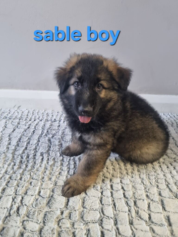 READY TO GO!!! 2 beautiful male german shepherds