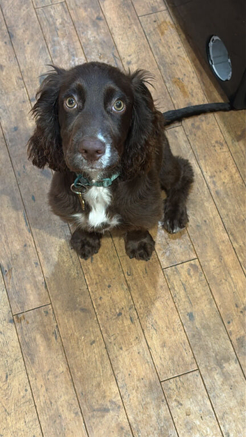 Cocker spaniel