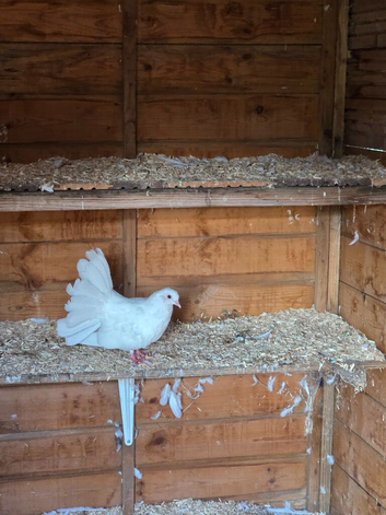 Pair of White Fantails