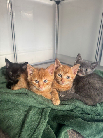 4 playful kittens - 7 weeks old
