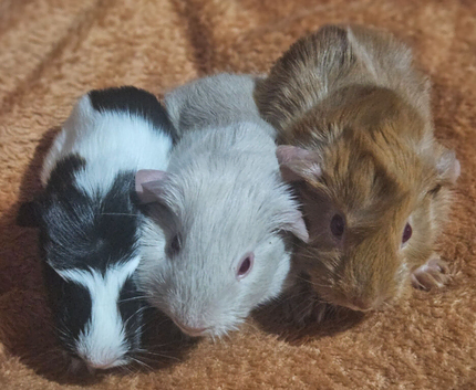 Beautiful gunea pigs for sale ready 25th JULY Darker ones ready NOW
