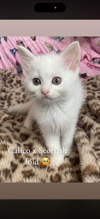 Adorable kittens on sale for just &pound;80!