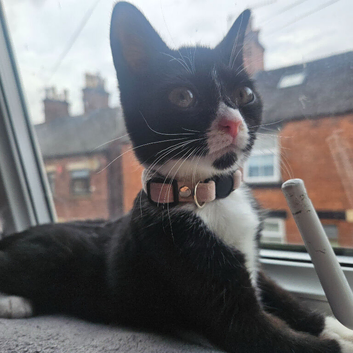 16 week old kitten