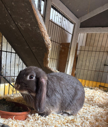 MALE MINI LOP