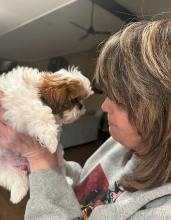 Shih Tzu Puppies