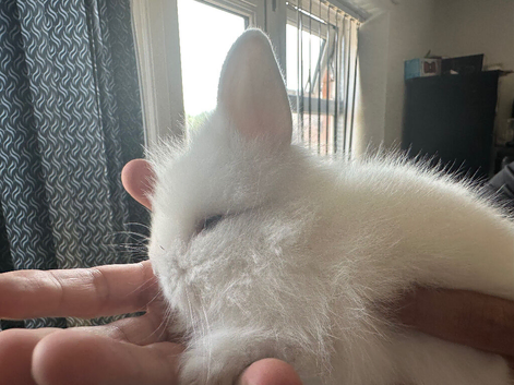 Baby bunny lion head rabbit for sale