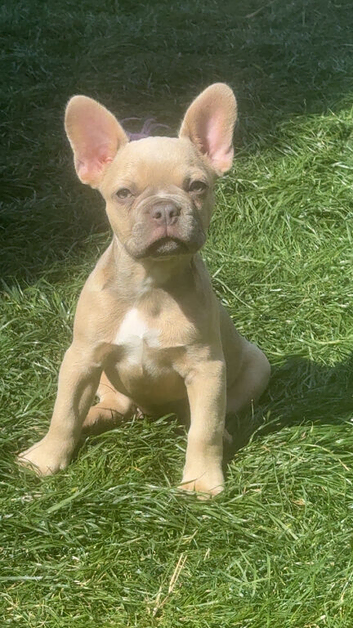 Frenchbulldog