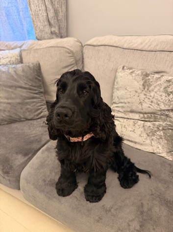 Show cocker