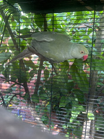 Gray Indian ring neck
