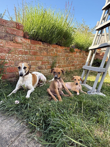 Whippet puppy&rsquo;s