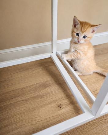 2 ginger male kitten