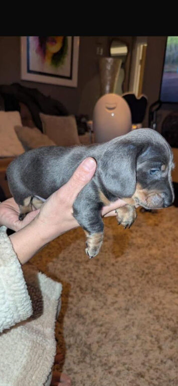 Male Dachshund puppy