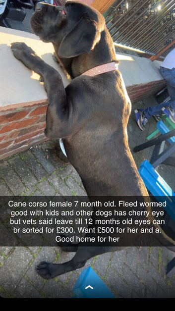 Cane corsa
