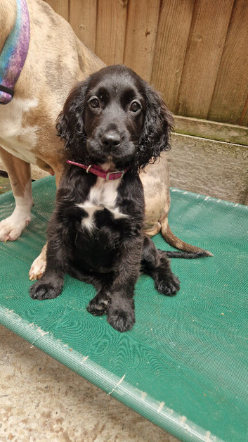 Here i have 1 cocker left for her forever home