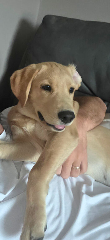 7 Month Old Labrador Retriever