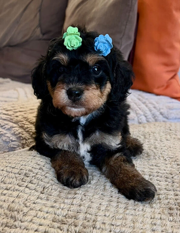 READY NOW!! Stunning Curly Toy Cavapoo's from health tested parents