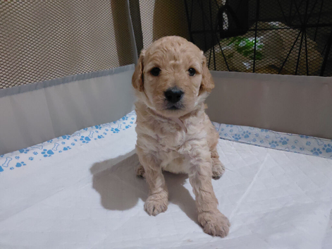 Puppies for sale! Golden doodles