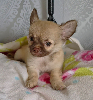Apple head long coat chihuahua male 10 weeks old