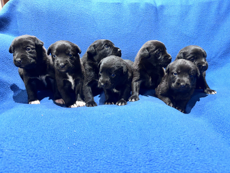 Labrador X Huntaway Puppies