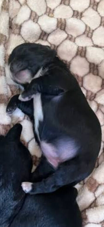 4 beautiful shihzu pups
