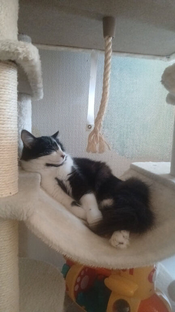 Cat looking for rehome
